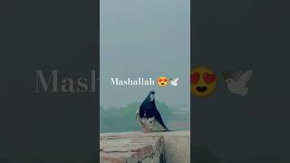 Mohtarma 🕊️😍 shirazivlogs shirazi shortfeed pigeon viralshort keşfet golakabootar masti 🕊️❤️ [upl. by Eetsim]