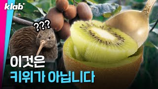 🥝 당신이 먹었던 키위의 충격적인 진실 🥝｜크랩 [upl. by Tomasine595]