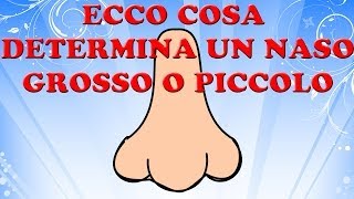 Ecco cosa determina un naso grosso o piccolo [upl. by Ailices603]