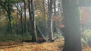 Autumn Days with BES  Castlewellan Forest Park [upl. by Akehsyt]