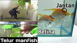 CARA MEMBEDAKAN IKAN MANFISHANGEL FISH JANTAN DAN BETINA [upl. by Rooke]