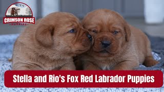 Stella and Rios Fox Red Labrador Puppies [upl. by Atekal668]