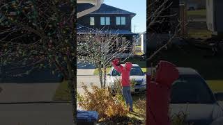 Dad is putting Christmas lights on our tree shortvideo christmas christmasdecor christmastree [upl. by Leia583]