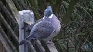 Wood pigeons HD [upl. by Pickens]