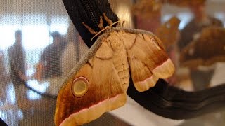 Antheraea mylitta  Saturniid Moth  Pfauenspinner [upl. by Ellehcer]