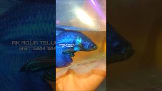 BETTA FISH BREEDING pairs shipping hyd  ak aqua Telugu akaquatelugu bettafish bettathailand [upl. by Roland]