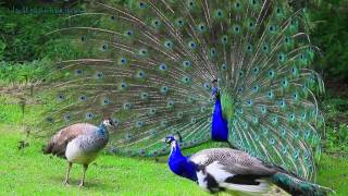 AMAZING WHITE PEACOCK DANCE •❥ BLUE WHITE PIED PEACOCK [upl. by Ylurt]