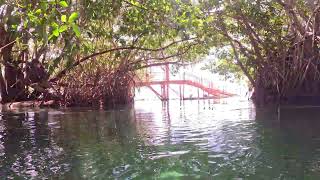 Cenote River near Blue Bay Esmeralda [upl. by Eahsat]