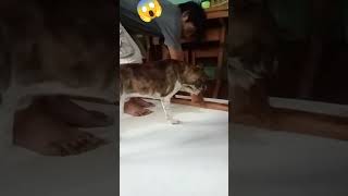 Okay lang Yan mokong mahal ka namin doglover shortvideo [upl. by Arriec335]