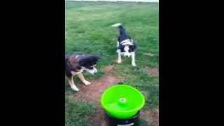 Dogs fetching with GoDogGo G4 Automatic Ball Launcher on Day One [upl. by Placido]