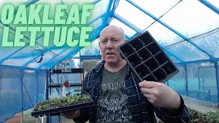 Oakleaf Green Lettuce Gardening Allotment UK Home Growing Veg amp Flowers [upl. by Yggam]