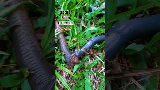 Caecilian Trying To Eat Earthworm 🪱🪱🪱 [upl. by Dralliw979]