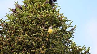 Connecticut Warbler SaxZim Bog Minnesota May 2022 [upl. by Forrer]