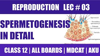 SPERMATOGENESIS amp SPERMIOGENESIS  REPRODUCTION  CLASS 12 Mcat  SIMPLEST BEST EXPLANATION [upl. by Morgana]