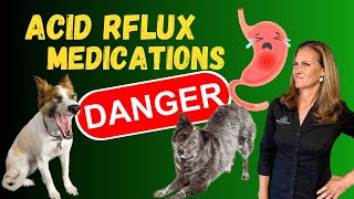 Natural Remedies for Acid Reflux in Dogs  Holistic Vet Tips [upl. by Ahders]