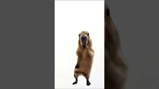 Capybara dance attack dance capybara memes viralvideo art subscribe [upl. by Ellenehc658]