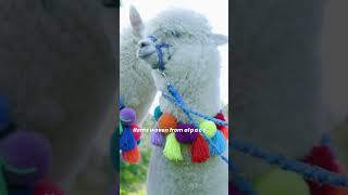 Alpacas 🦙 The Legend of The Andean Goddes 🌿 Alpaca Fun Facts [upl. by Reyam]