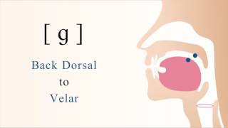 ɡ  voiced unaspirated back dorsal velar stop [upl. by Maiocco]