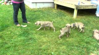 Weimaraner Puppies Pointing [upl. by Divadnoj506]