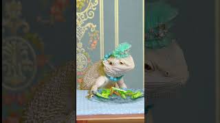 Good morning Mi Li said you eat bread and I eat insects Bearded dragon lizard Reptiles Lizar [upl. by Jerrylee]