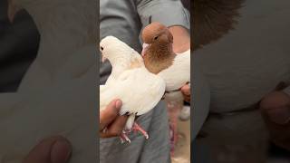 jama masjid kabootar market delhi jamamasjid kabootar pigeon shortfeed youtubeshorts shorts [upl. by Yennek262]