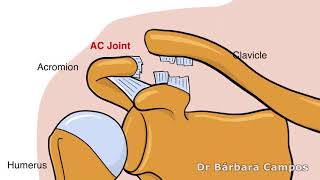 Acromioclavicular joint Stabilization [upl. by Sahc]