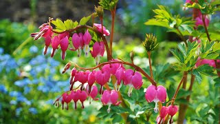 Plant Review Dicentra Gold Heart [upl. by Varney732]