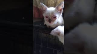 subscribe my kitten have infection virus in there eyes pls support my channel [upl. by Zurek]