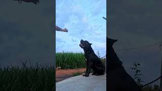 canecorso canecorsopuppies canecorsodog cane corso puppy for sale [upl. by Anauqes]