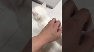 He likes being petted😊 cat cats [upl. by Baalbeer779]