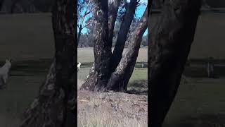 Feral Goats on the side of the road near Coolah Nsw [upl. by Ssor7]