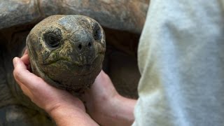 Do Tortoises Like Being Touched [upl. by Quintessa]