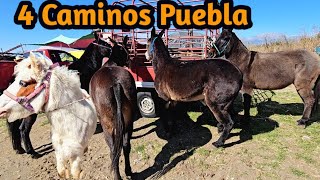 yeguas ponys únicas mulas finas de trabajo caballos gallos finos y mas plaza ganadera 4 caminos [upl. by Emor98]