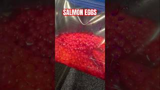 Curing Salmon Eggs for Fishing Bait fishing [upl. by Melonie]