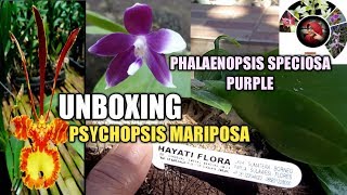 UNBOXING PHALAENOPSIS  PHALAENOPSIS SPECIOSA PURPLE  PHALAENOPSIS PSYCHOPSIS MARIPOSA [upl. by Broddy]