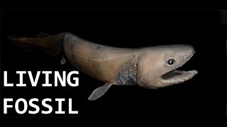 Frilled Shark  Living Fossil [upl. by Anahsit]