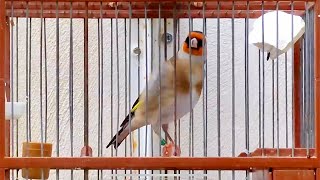 Goldfinch bird singing for training songs  Stieglitz singt 🎶 Jilguero Cantando muy bien [upl. by Adniuqal]