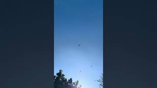 Lots of hawks above hawk hawktuah birds sky hungry circling soaring nature wildlife peace [upl. by Kriss]