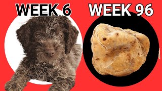 Lagotto 96 weeks of Truffle Training in 26 Minutes [upl. by Aihtnys]