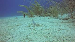 YH Jawfish in burrows Belize May 2024 [upl. by Gnok682]