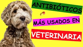 CÓMO CURAR PARVOVIRUS EN PERROS  ¡El mejor tratamiento [upl. by Odille]