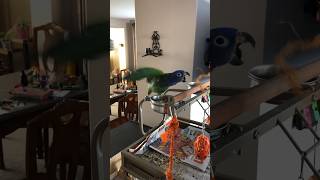 Blueheaded Pionus can have their moments too Get this toy outta here funnyanimals parrots [upl. by Fein]