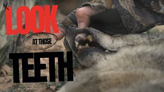 Craziest Teeth on a Coyote Hunting Coyotes in the Super Moon [upl. by Kennett]