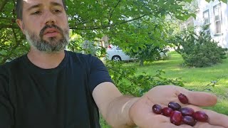 Cornelian Cherry Dogwood when and how to harvest [upl. by Oilla]