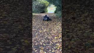 Segway ninebot go kart pro electric drift skid shakedown first drive test fun [upl. by Deirdre]