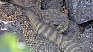 Male rattlesnake shoves away a competitor [upl. by Michaele]