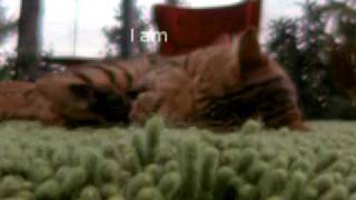 IAMS Commercial with Bengal Cat  Saatchi amp Saatchi [upl. by Dnalyar]