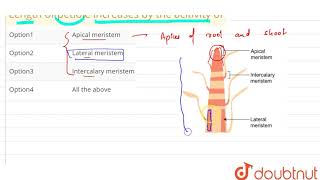 Length of petiole increases by the acitivity of [upl. by Swanhilda154]