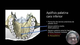 Hueso maxilar superior explicación para estudiantes [upl. by Nomelc]