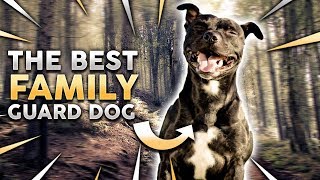 STAFFORDSHIRE BULL TERRIER The Best Family Guard Dog [upl. by Beale]